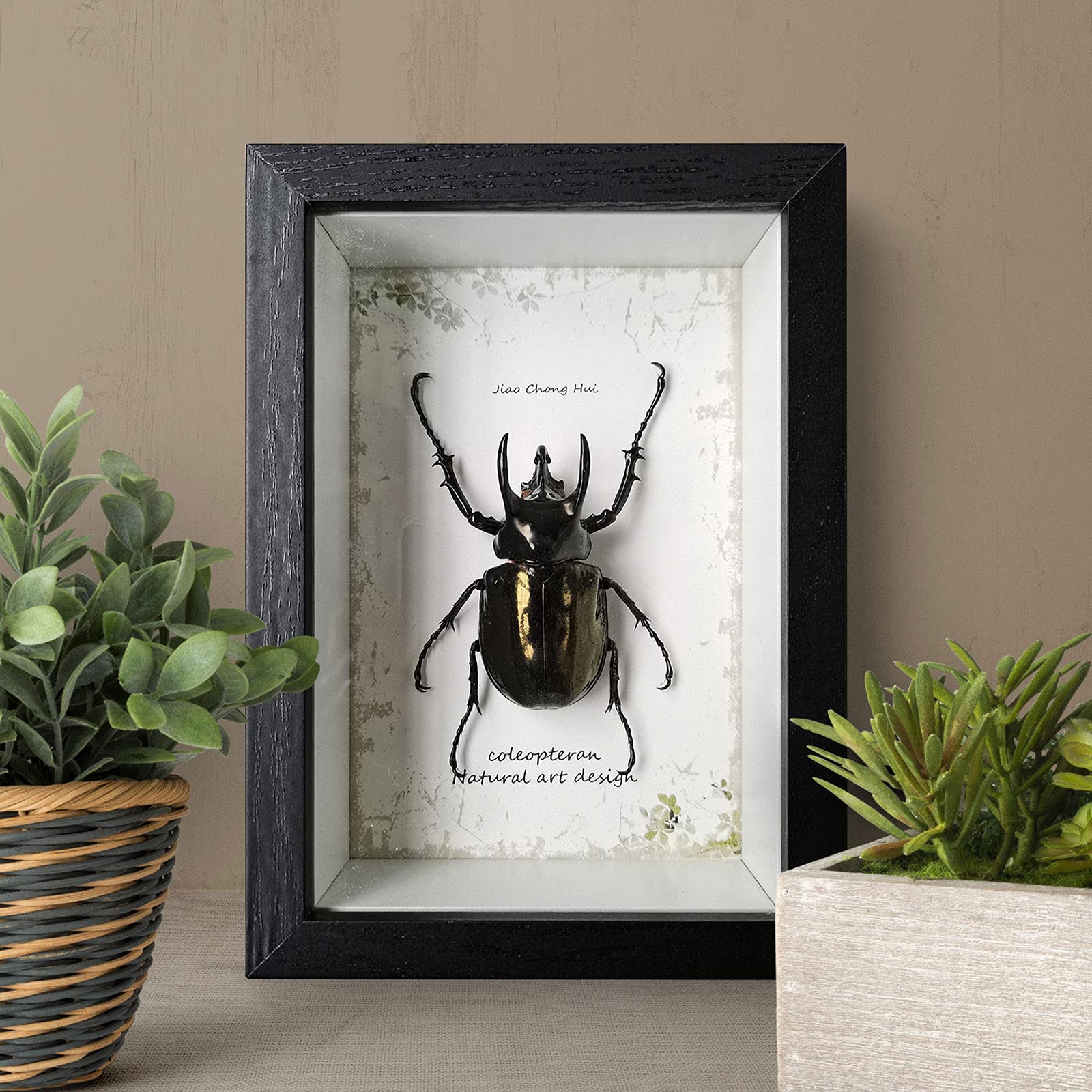 昆虫標本 木製フレーム付き 昆虫の標本 （木製フレーム付き） <0119z