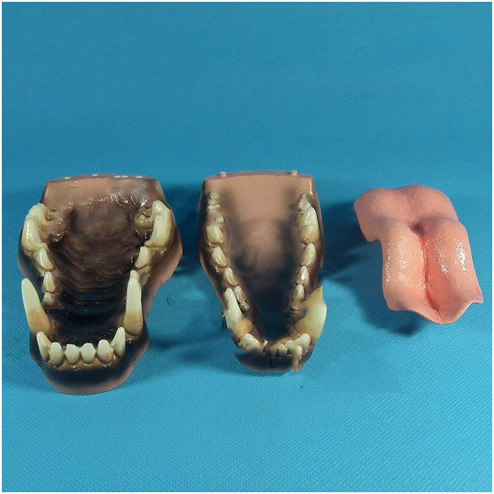 Amazon.co.jp: 動物の歯のモデル-標準的なオオカミの舌の上顎と下顎の