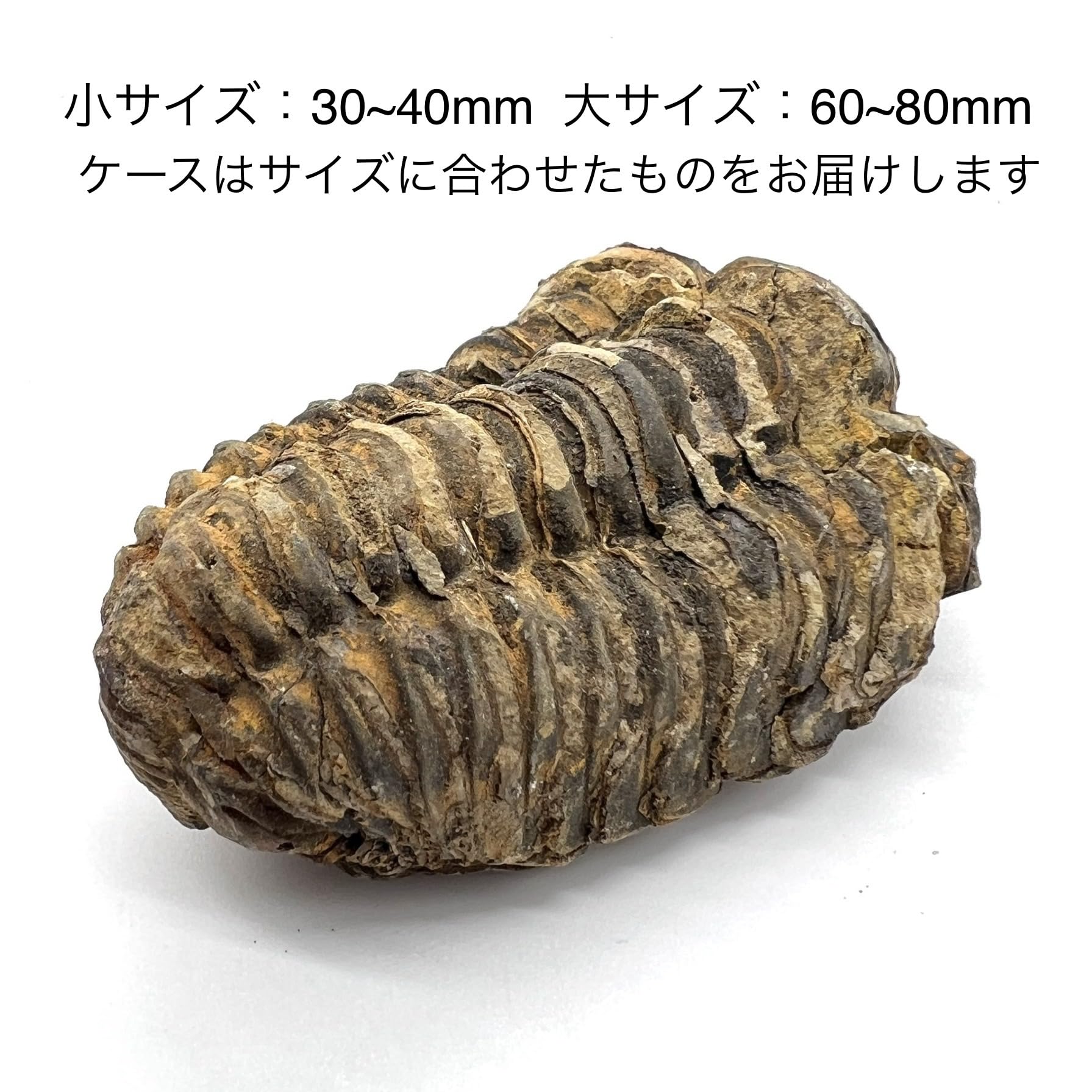 Amazon | つくしサイエンス 三葉虫 化石 恐竜 本物 古生代 モロッコ産