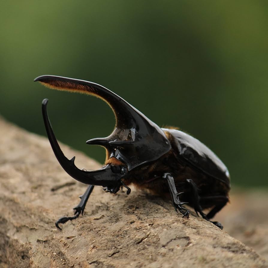 Amazon | ネプチューンオオカブト成虫ペア (120ミリUP) | ノーブランド