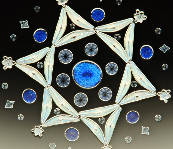 エクセルシオール パラドクサ！標本！ 【公式通販】