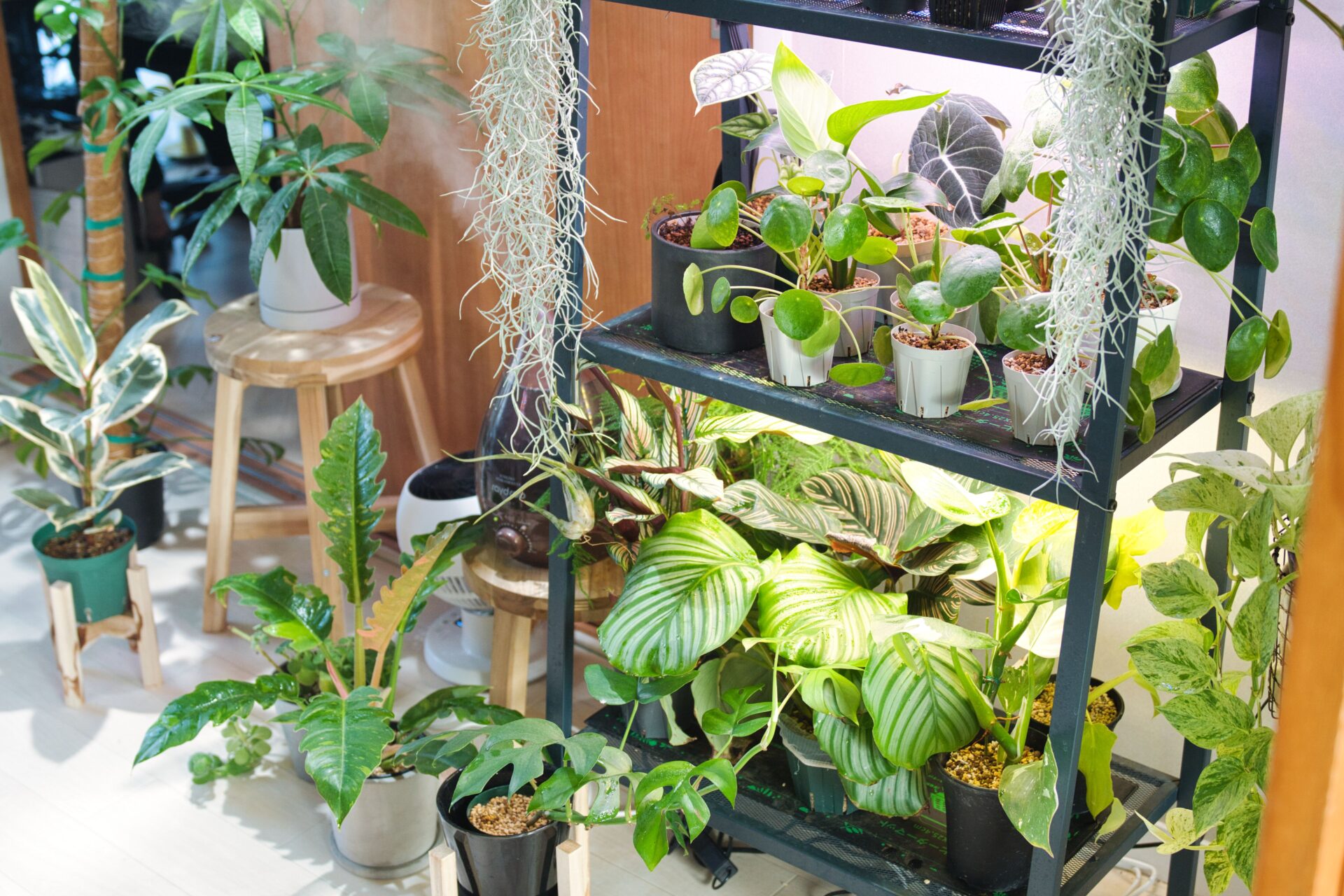 ハク•*¨*•.¸♬︎ BRIM COSMO ※2点セット DSC05756-1024x683.jpg