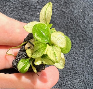 アヌビアスナナ.プチ.スノーフレーク - 熱帯魚のmishima