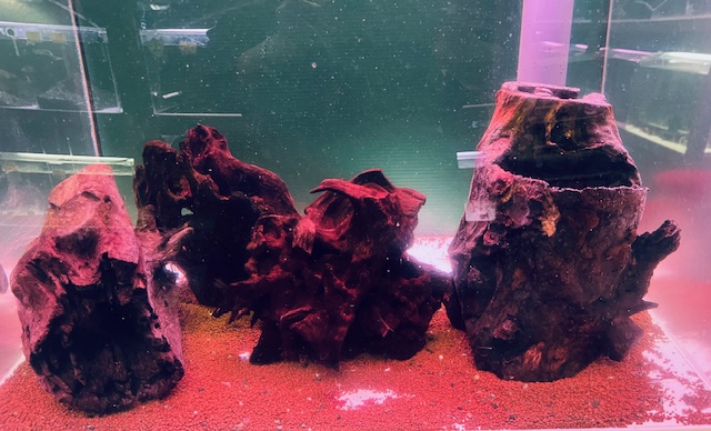 PH7/42 天然流木 スタンプウッド 水槽 ネイチャーアクアリウム