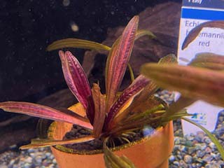 り*う様 エキノドルス ホレマニーオレンジ り*う様 エキノドルス