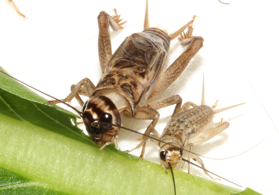 コオロギ・ワームの説明｜みとコオロギ