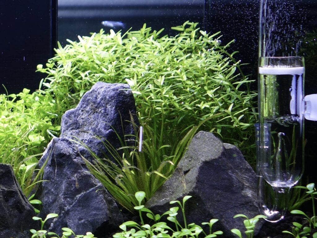 ADA 水草水槽 co2キットまとめ売り Do!aquaのCO2キットは水草水槽に