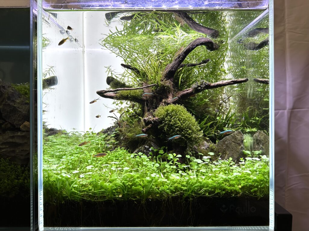 エーハイム2211は小型水槽用フィルターのザ・スタンダード！【安定