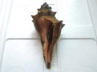 テングニシ/鮮魚の産直通販：のん気な魚屋