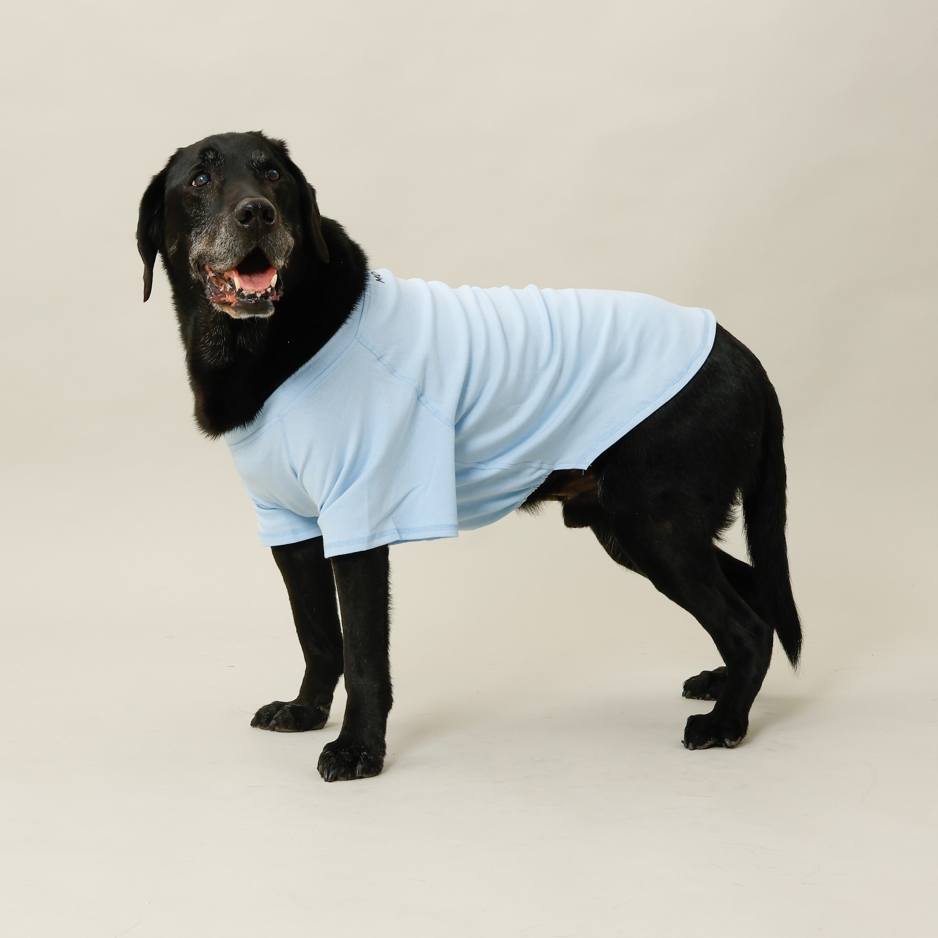MOLUYUKのプレミアムスキンケア Tシャツ for pets – MOLUYUKA