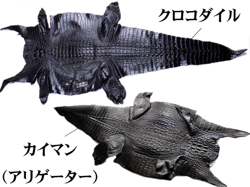 カイマンとクロコダイルとアリゲーターの違いを大解説！ | MUDMONKEY