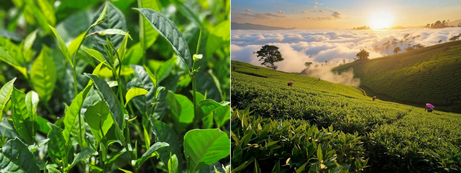 明前西湖龍井茶『2025年新茶』20g | 福岡 北九州 中国茶・台湾茶・薬膳