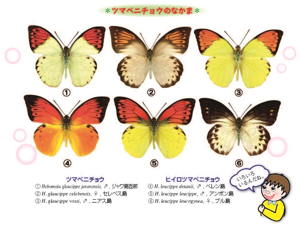 ツマベニチョウ40頭 ツマベニチョウ | 昆虫図鑑