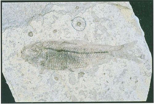 化石(魚) 魚（化石） | 先史時代 | アートプリント