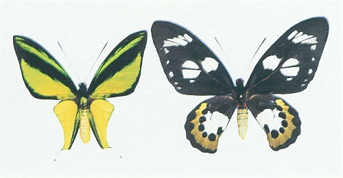 トリバネアゲハ類標本（館蔵品紹介） - 徳島県立博物館