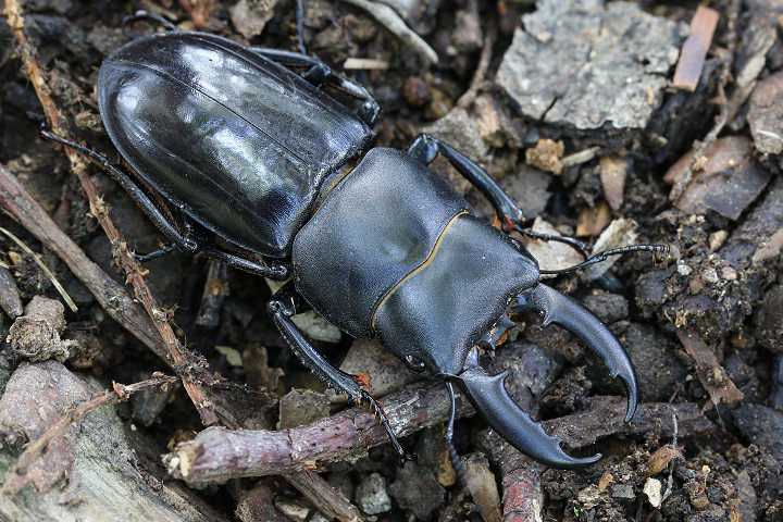外国産クワガタ標本】チョウセンヒラタクワガタ♂/韓国.智異山産/77.8mm