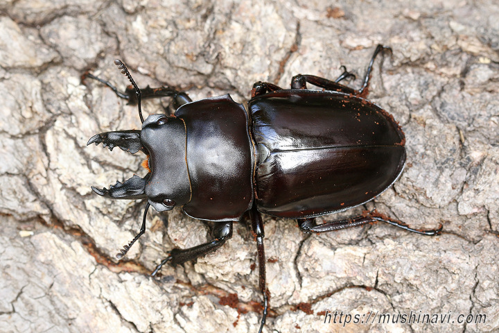 アマミマルバネクワガタ