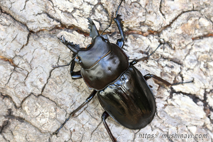 アマミマルバネクワガタ