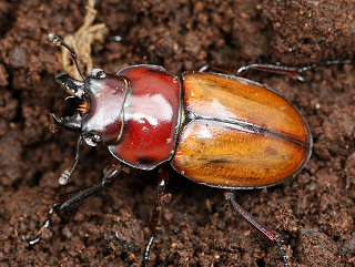 チャイロマルバネクワガタ