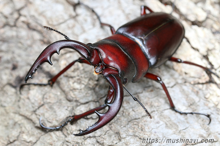 貴重なクロシマノコギリ63ミリペア（黒島） 【公式通販】