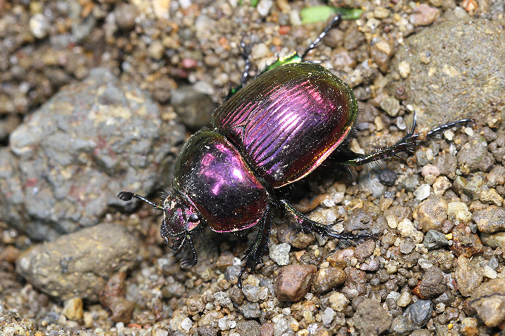 大特価 オオセンチ/センチ/レインボーセンチ82匹 +赤系18匹＋オマケ 大