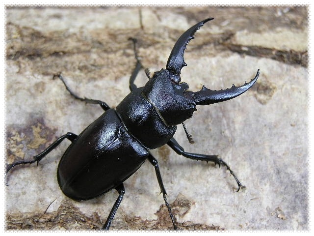 デキピエンスノコギリクワガタ