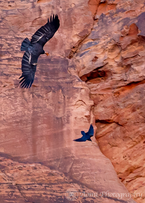 日本画 アンデスコンドル 鳥 赤 B1サイズ 日本画 アンデスコンドル 鳥
