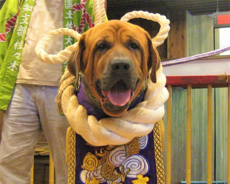 土佐闘犬 土佐犬 引き綱 全長約2.9m 赤 綱直径約35mm ふさ