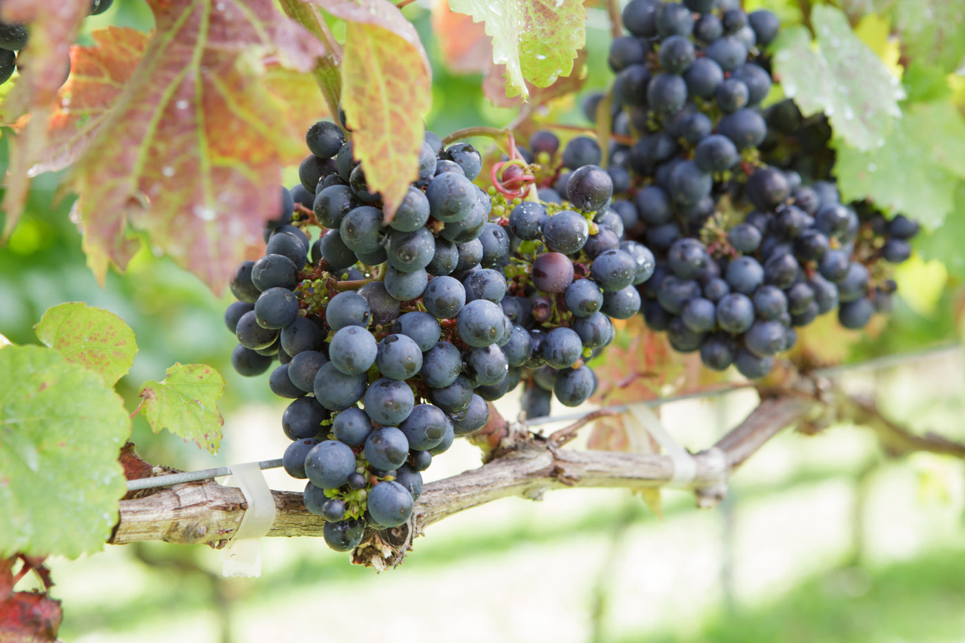 25周年記念醸造・会員限定】伊豆ヤマ・ソービニオン2023-Legacy Style