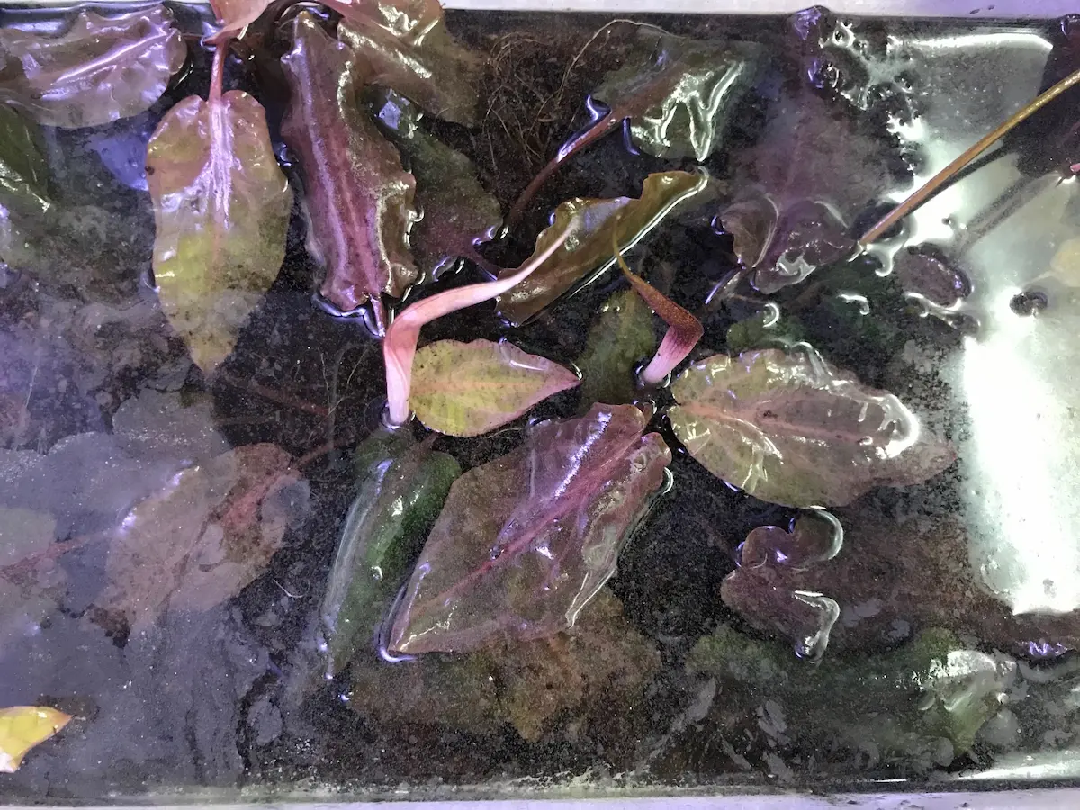 クリプトコリネsp. (スマトラ リアウ) LA-0518-02 - 熱帯魚・水草 ナチュラ