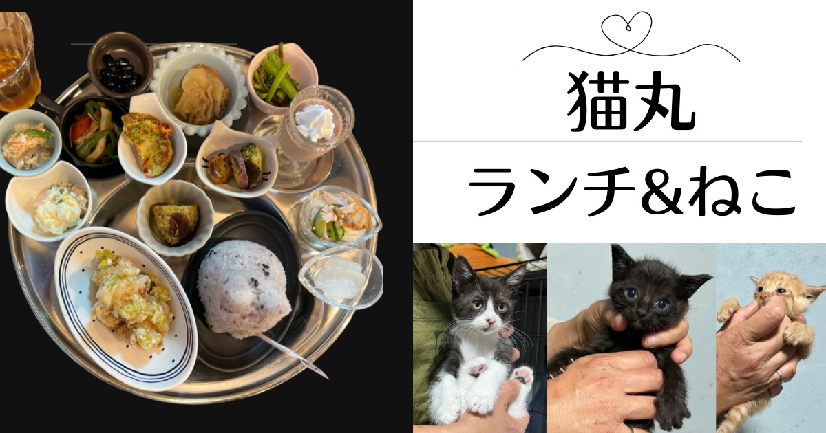 山口宇部あにまるらいふ猫丸カフェ部でかわいい猫たちとおいしいランチ