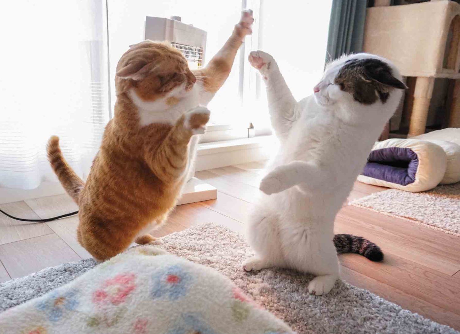 ネコリンピック開催！ナナちゃん＆ポンちゃん