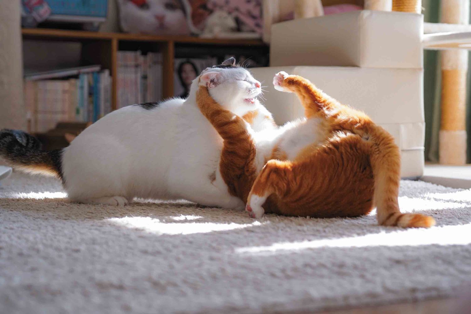 ネコリンピック開催！ナナちゃん＆ポンちゃん