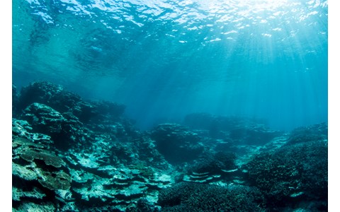 震災直後の海中で見たものは…水中写真家が語る | J-WAVE NEWS