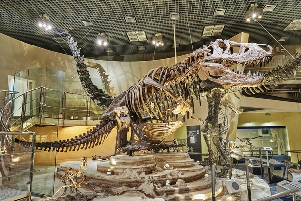 画像6 / 7＞国立科学博物館の楽しみ方を紹介！おすすめコースや