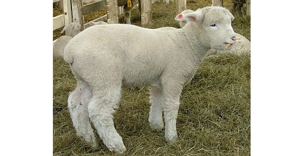 画像6 / 11＞ヒツジの出産ラッシュ！北海道で子ヒツジ270頭が続々誕生