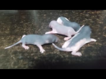 人気の「ラット」動画 228本 - ニコニコ動画