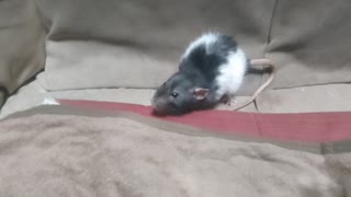 人気の「ラット」動画 228本 - ニコニコ動画