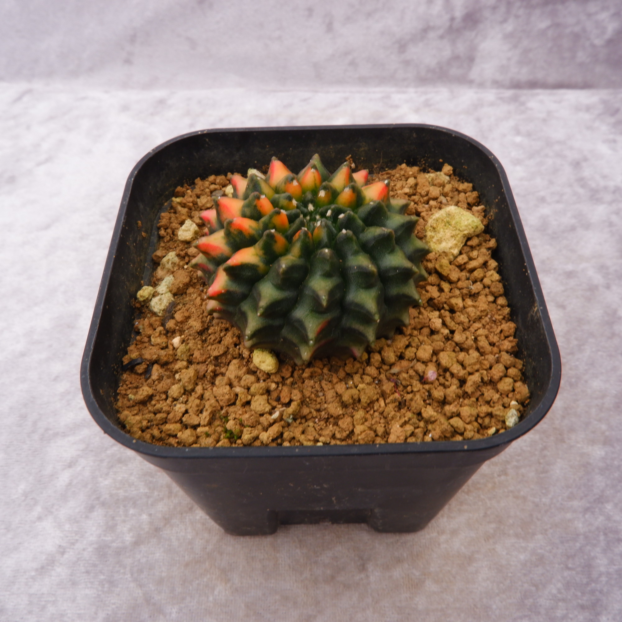 商品詳細 - 信州西沢サボテン園