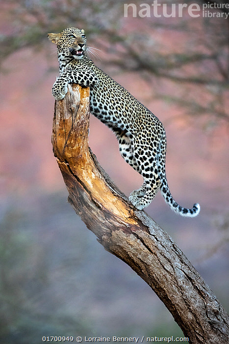 Yellow Leopard fam2 』by Zuberi 30*40cm Elephants Save Leopard