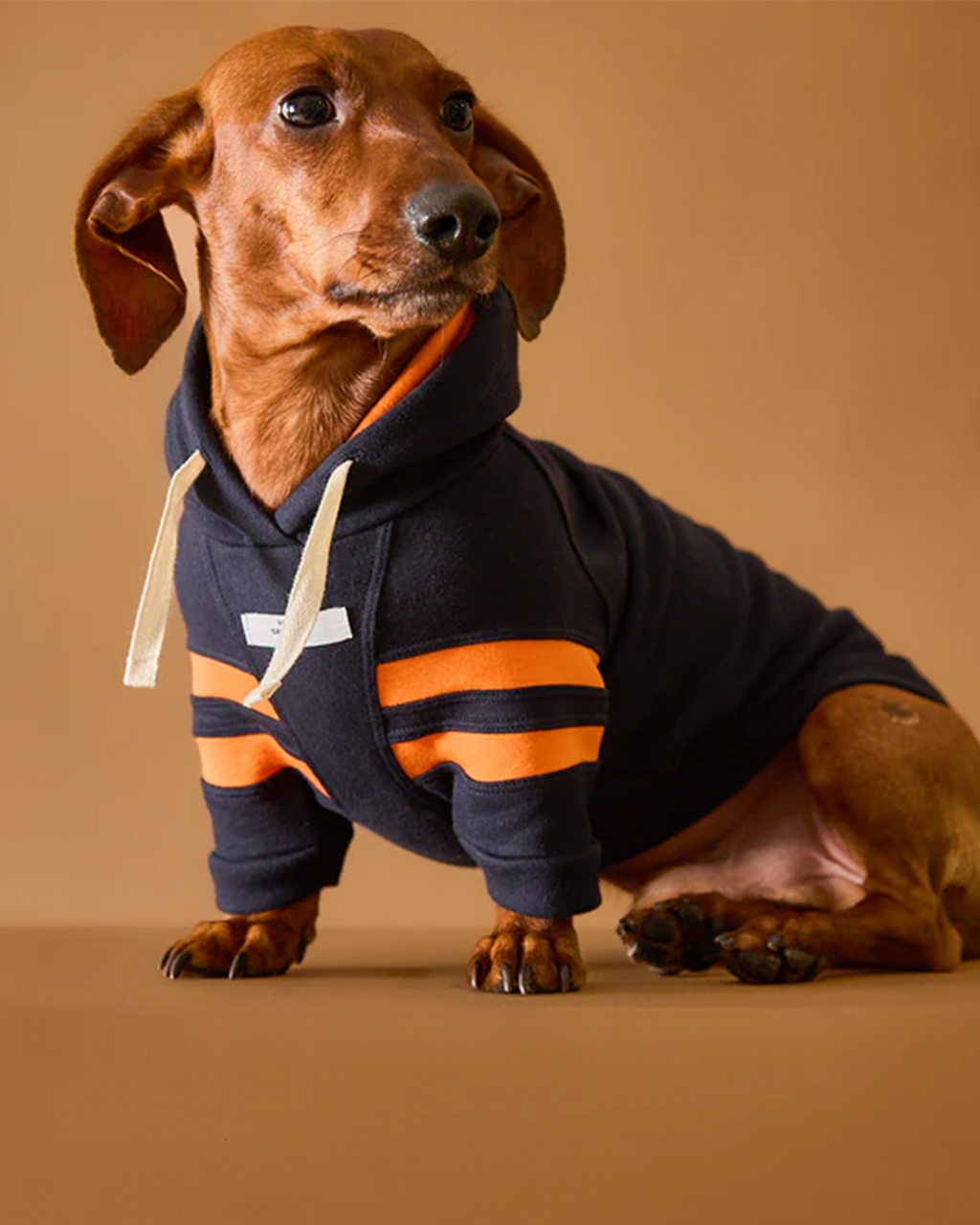 ダックスフンド用ウェア / Dachshund Dark Blue Hoodie BRIE / THE