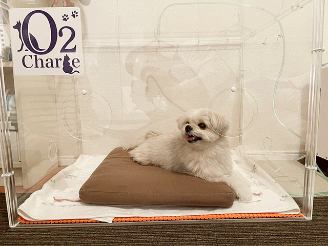 O2ペットオーツーチャージペット用酸素室ケージ