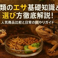 爬虫類のエサ基礎知識と選び方徹底解説！人気商品比較と日常の餌やり