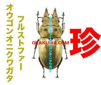 珍オウゴンオニと計画を練らねばですね。: 三足のわらじ