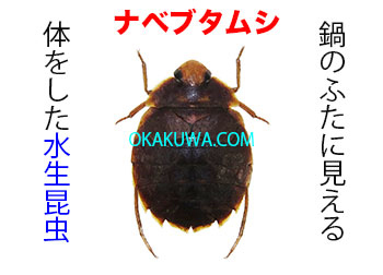 ロシア産水生昆虫32mm33mm