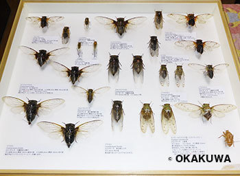 珍品！ 冬虫夏草 セミ 昆虫標本 漢方 鉱物 隕石 呪物 根付 出土 人体