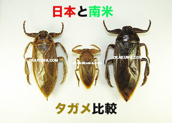 ボリビア産 ナンベイオオタガメ 94mm ボリビア産 ナンベイオオタガメ 94mm