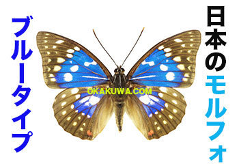 モルフォオオムラサキ；1頭♂（飼育） モルフォオオムラサキ（1オス