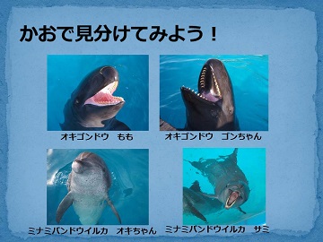 飼育員直伝 イルカの見分け方 | 公園だより | 海洋博公園 Official
