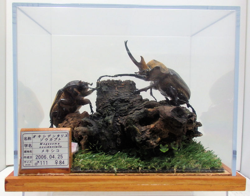 標本20種類 ⇒カブトムシ、クワガタ、蝶などで 構成したお得なレンタル